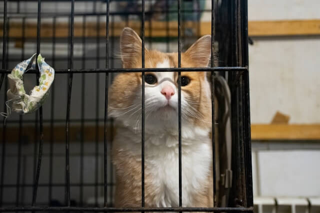 Cat in a shelter inside a crate