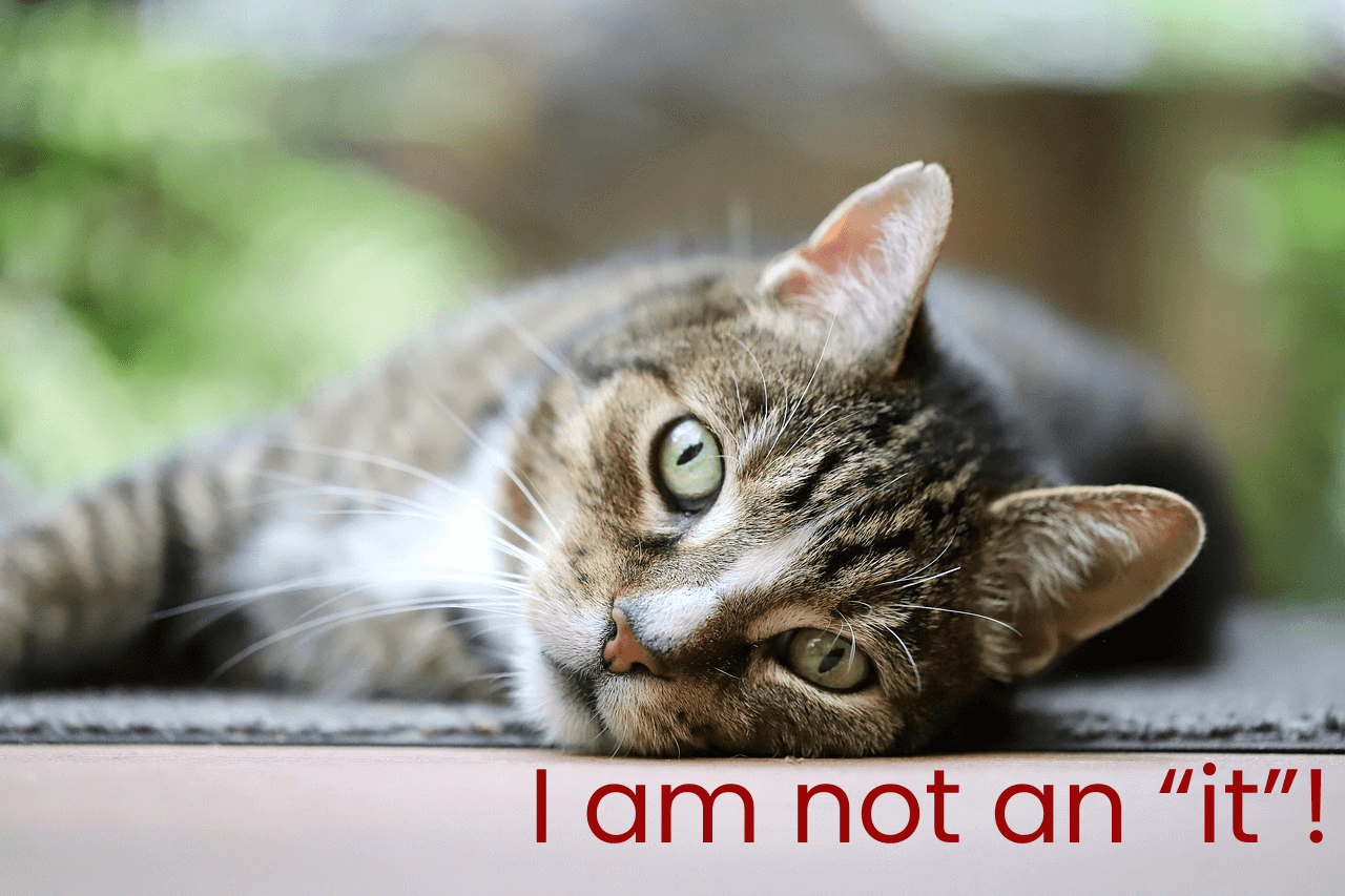 Cat with text that reads "I am not an it"