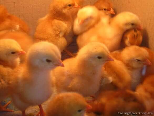 Chicks who have recently hatch crowded together