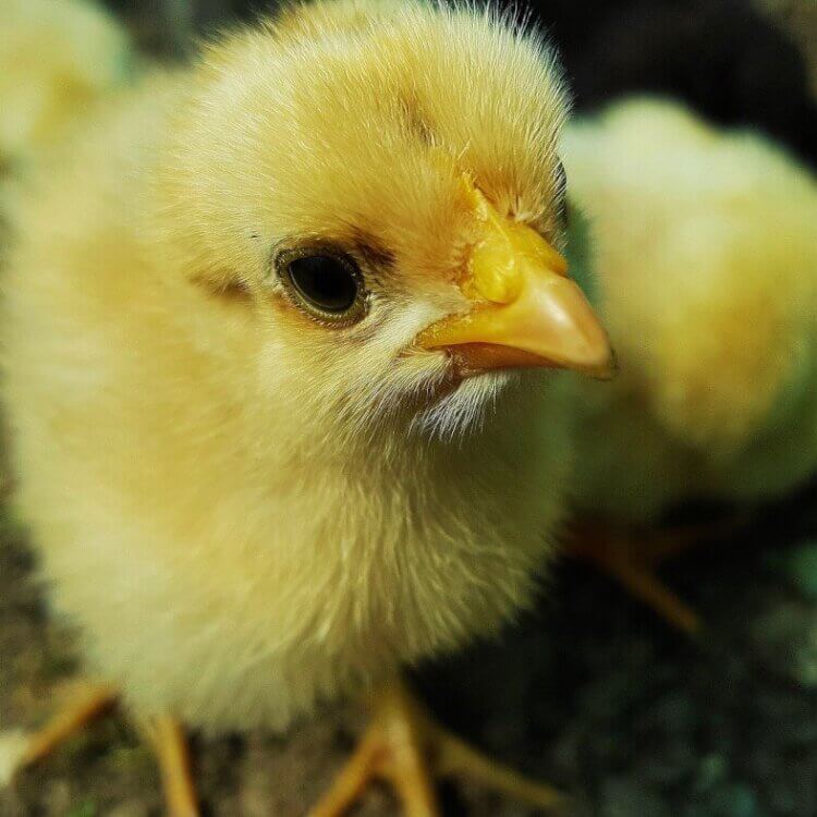 yellow chick on dirt looks up at camera