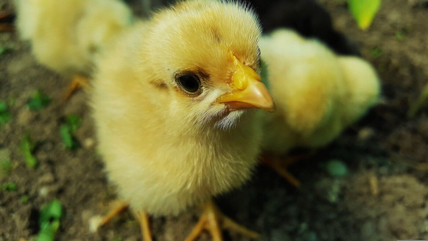 yellow chick on dirt looks up at camera