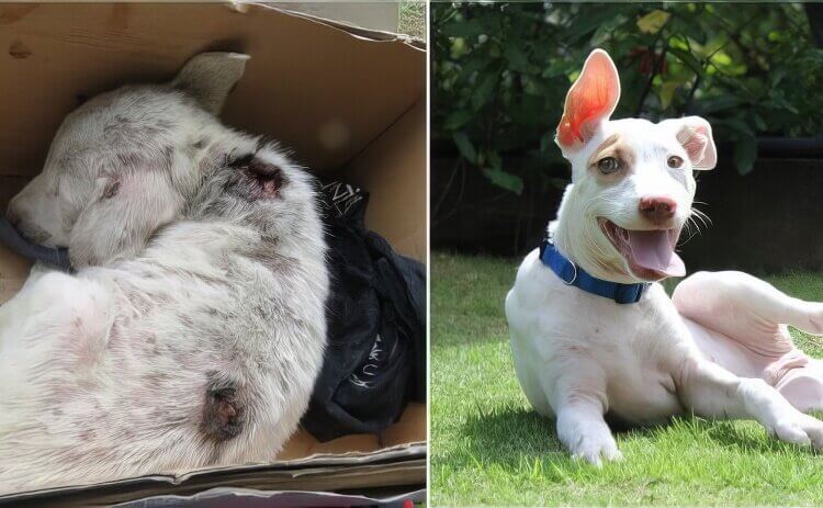 Christmas as a puppy in need compared to Christmas as a grown who is very happy