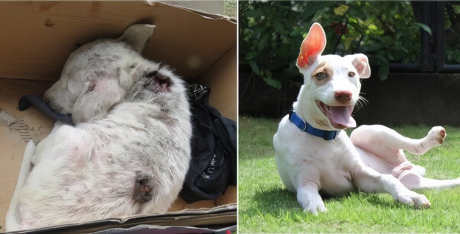 Christmas as a puppy in need compared to Christmas as a grown who is very happy