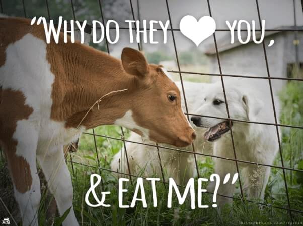 cow and dog - why do they love you, and eat me?