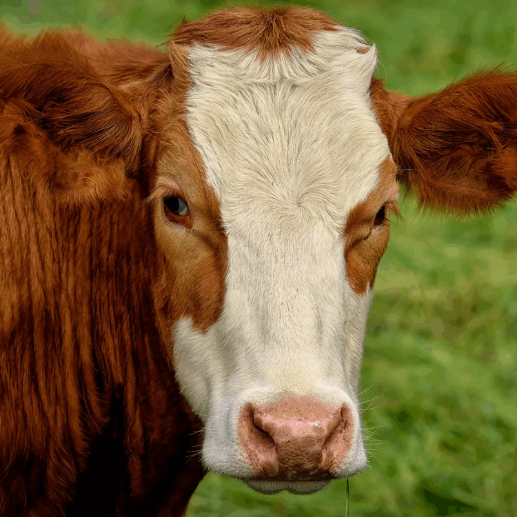 A cow with a brown and white face looks at the camera with grass in the background
