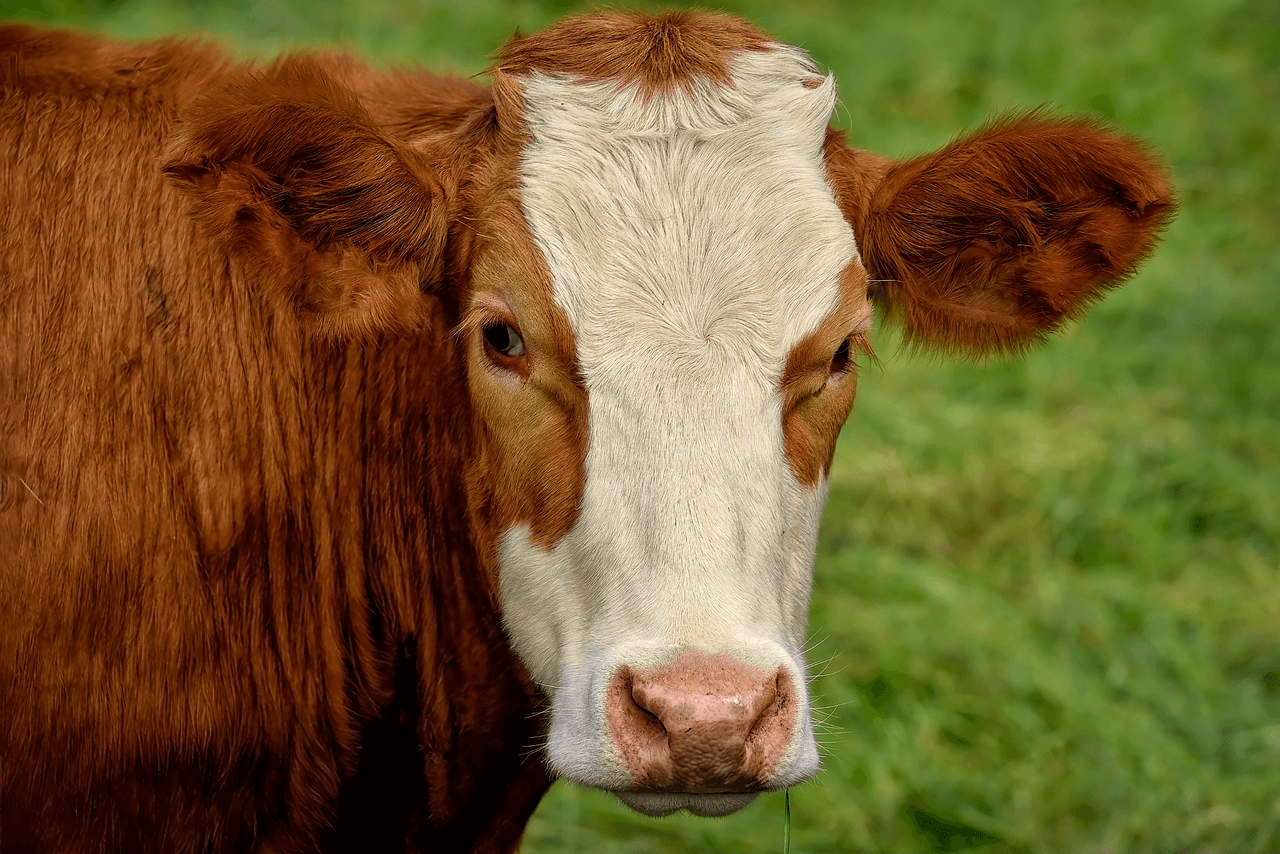 A cow with a brown and white face looks at the camera with grass in the background