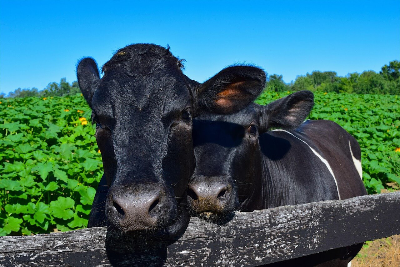 Cows cuddling