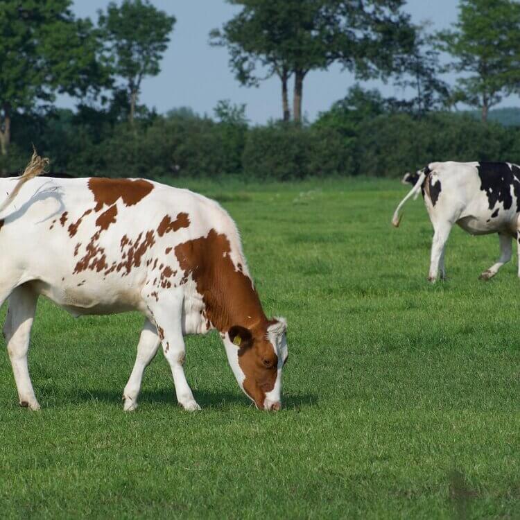 Cows in a field