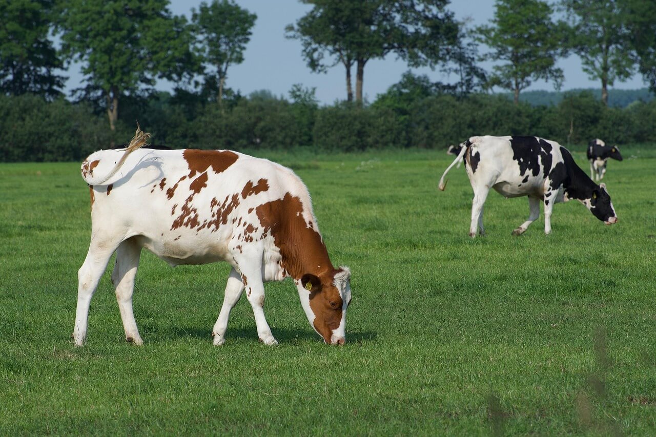 Cows in a field