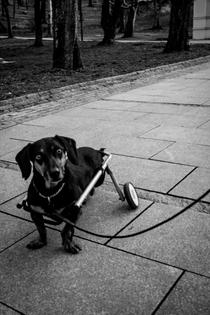 A dachshund using a mobility aid