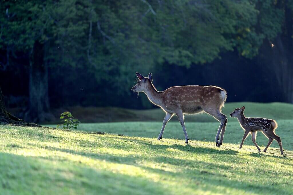 Mother and baby deer walk together in green grass