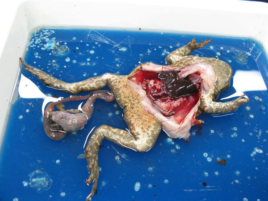 frog, cut open on a dissection tray