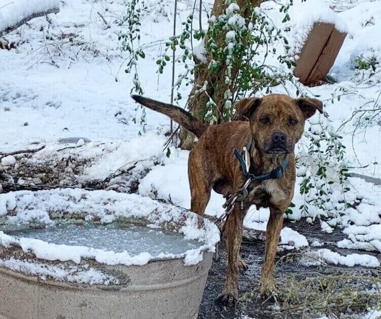 A skinny, chained dog stands in the cold and snow next to a frozen bucket of water.