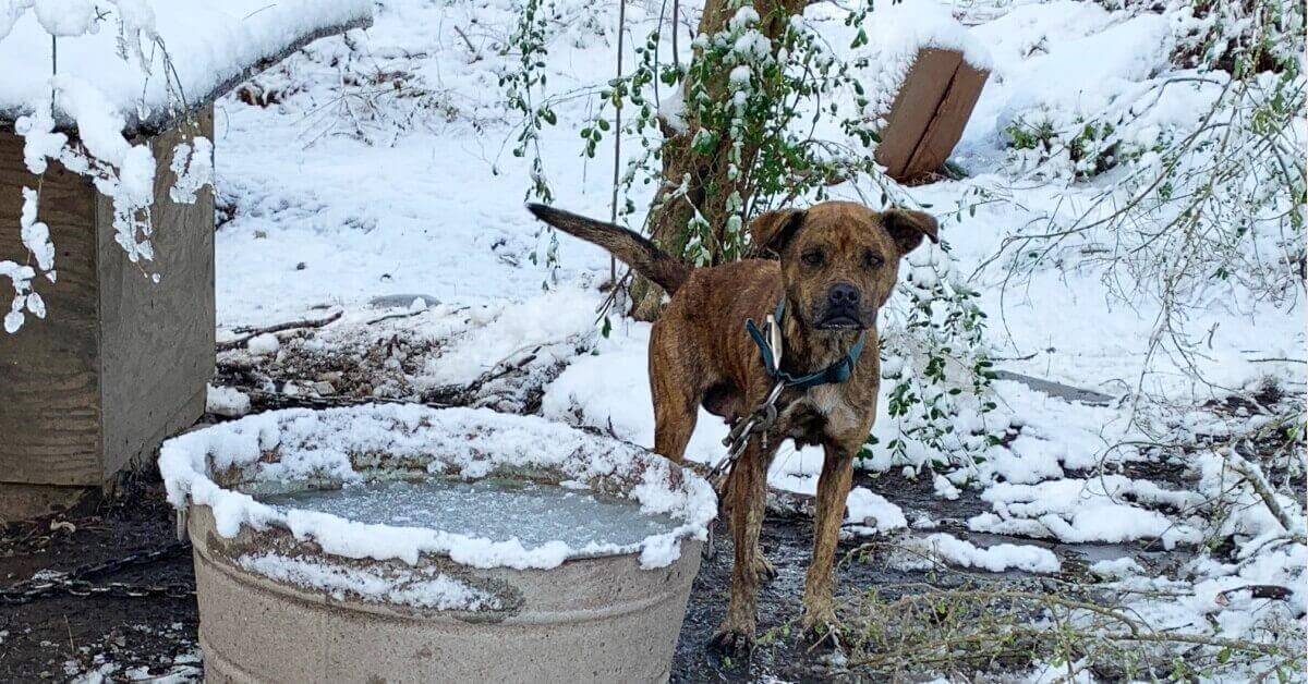 A skinny, chained dog stands in the cold and snow next to a frozen bucket of water.