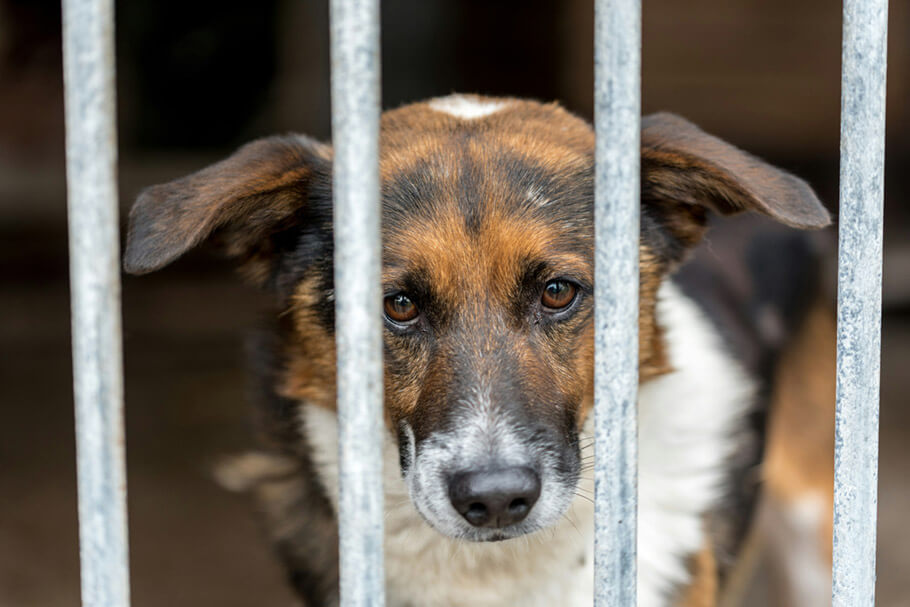 Dog in a shelter
