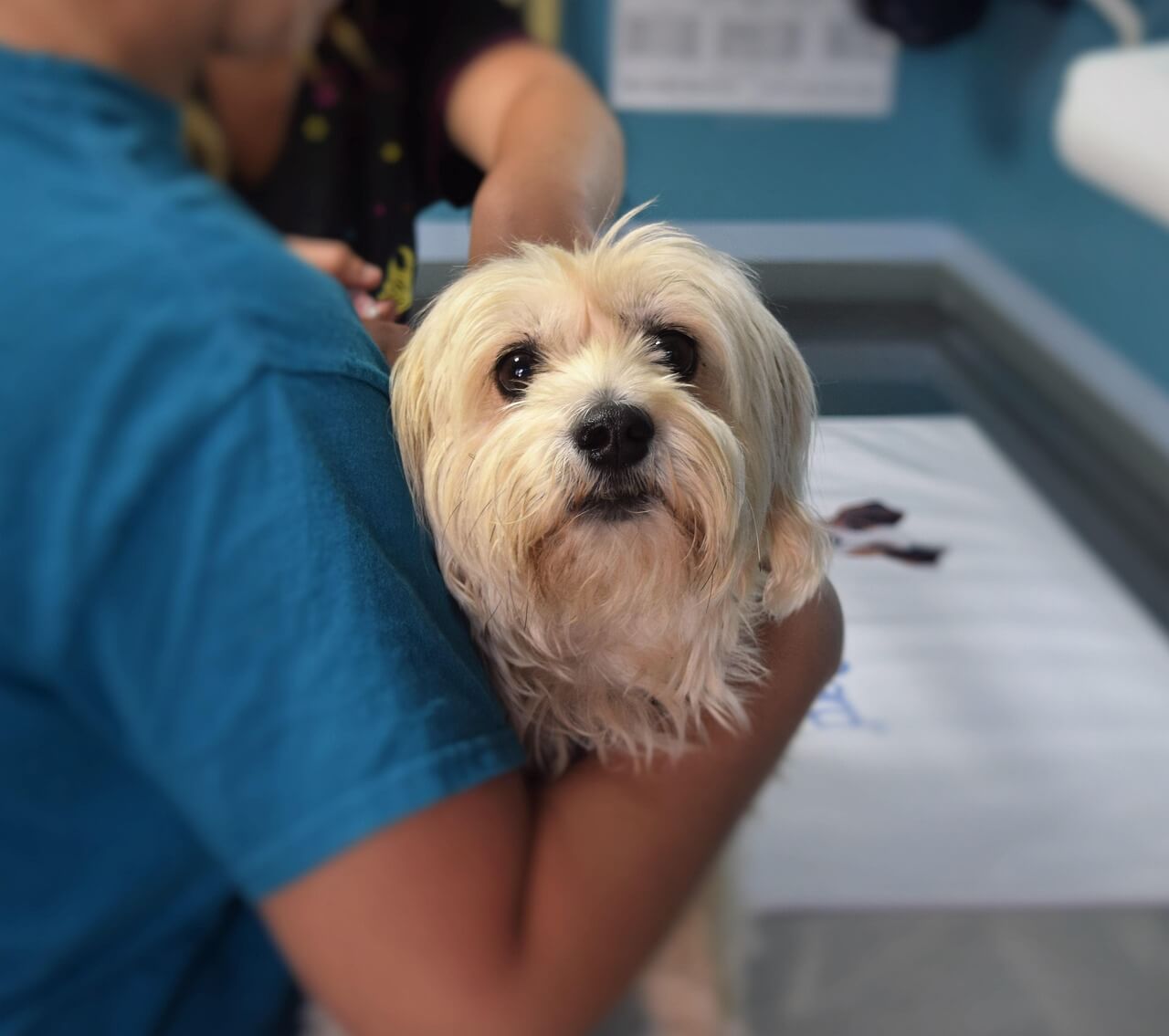 Dog at veterinary clinic