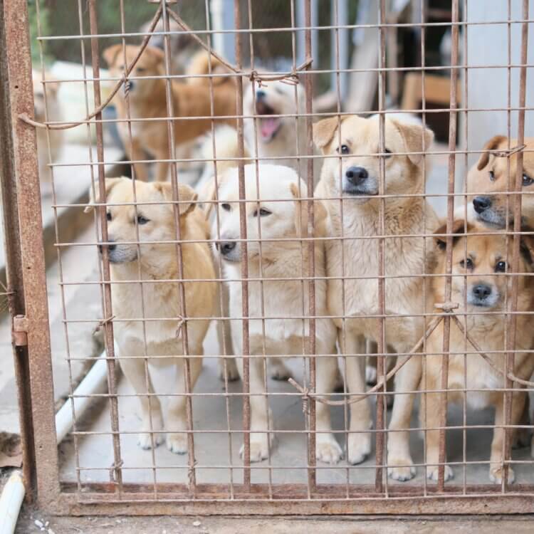 dogs in a cage at an animal shelter