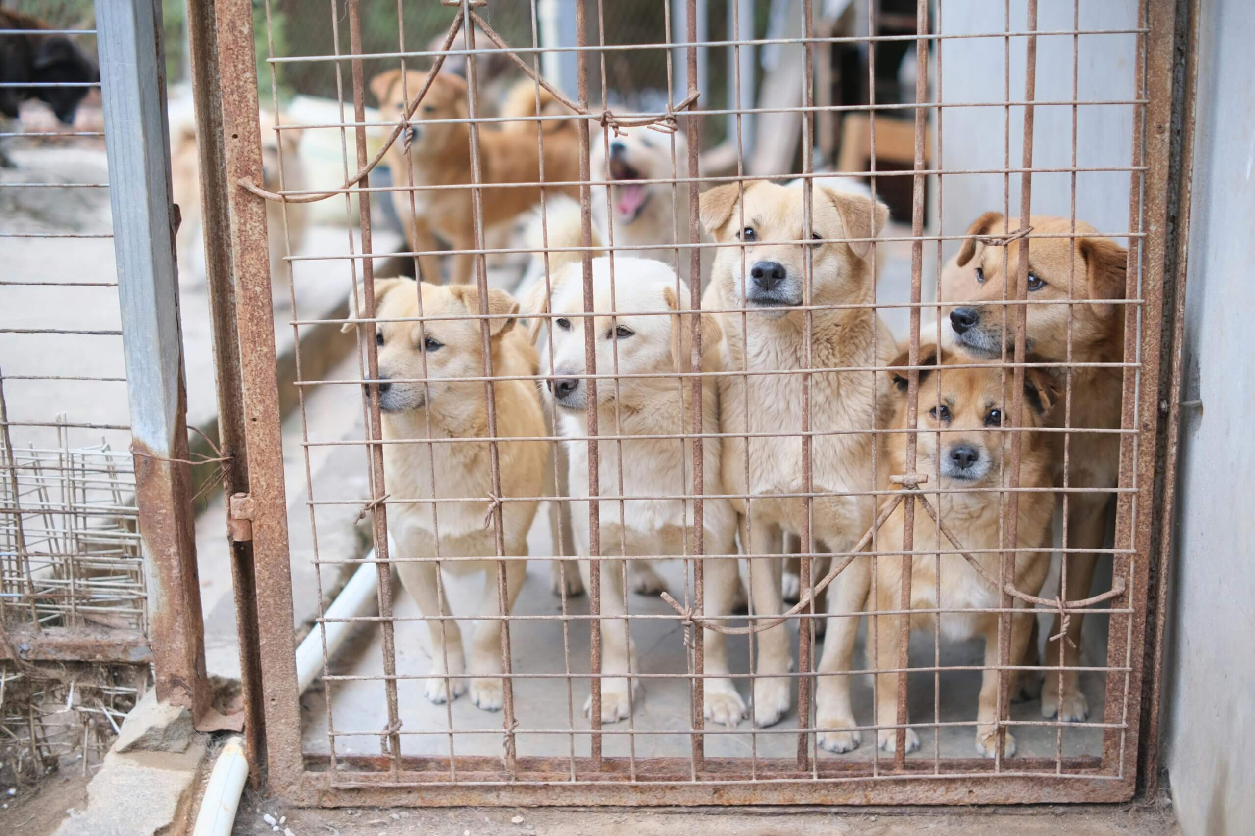 dogs in a cage at an animal shelter