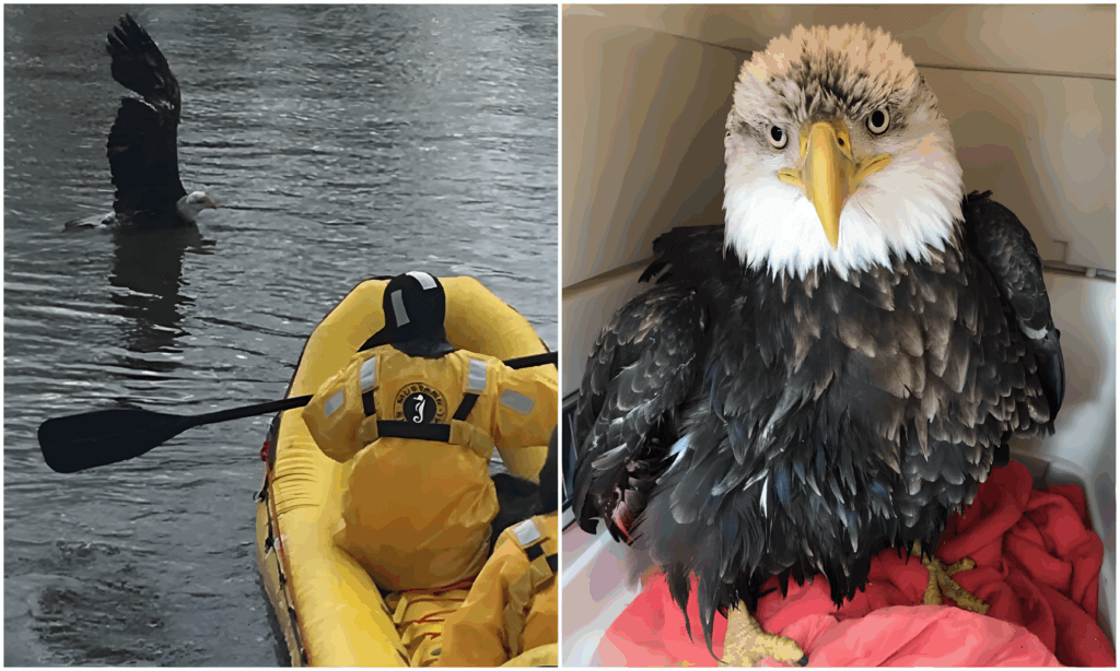 Eagle rescue in Minnesota