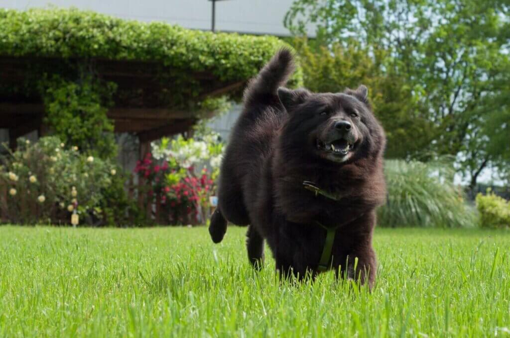 Edith, a formerly chained dog rescued and adopted by a PETA fieldworker, running happily