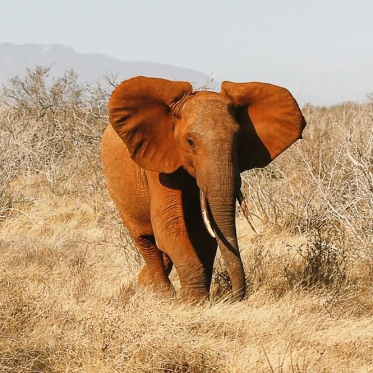 Elephant walking on the savannah.