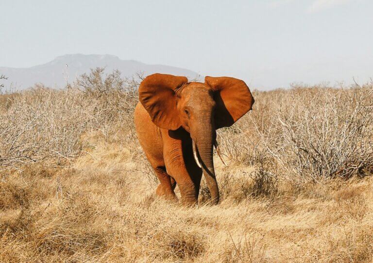 Elephant walking on the savannah.