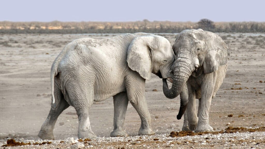 Two free elephants embracing each other lovingly