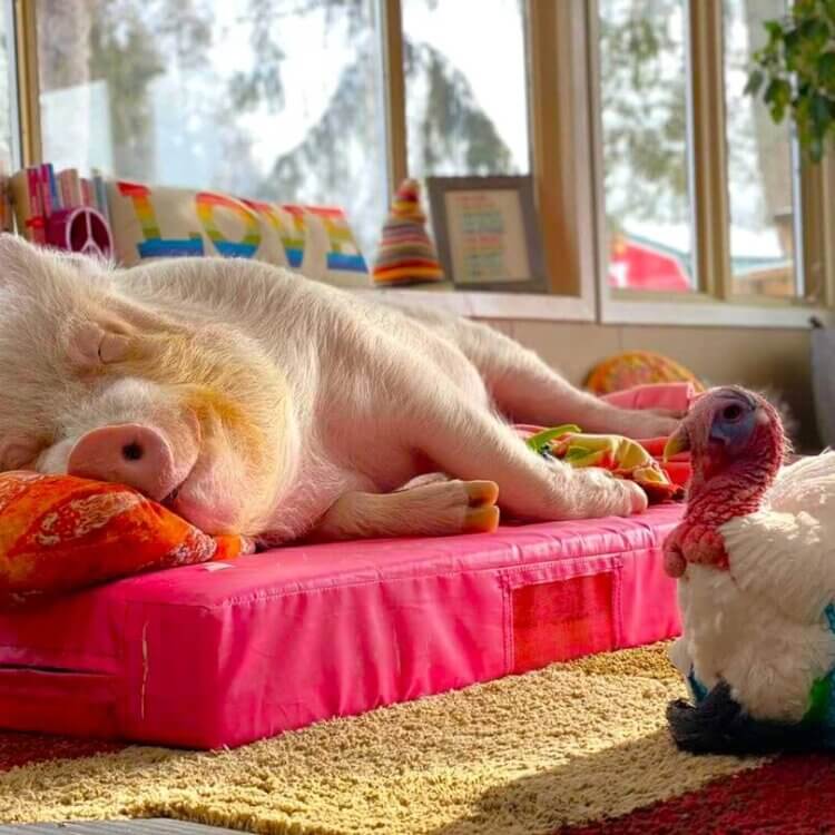 esther the wonder pig sleeping next to turkey Cornelius