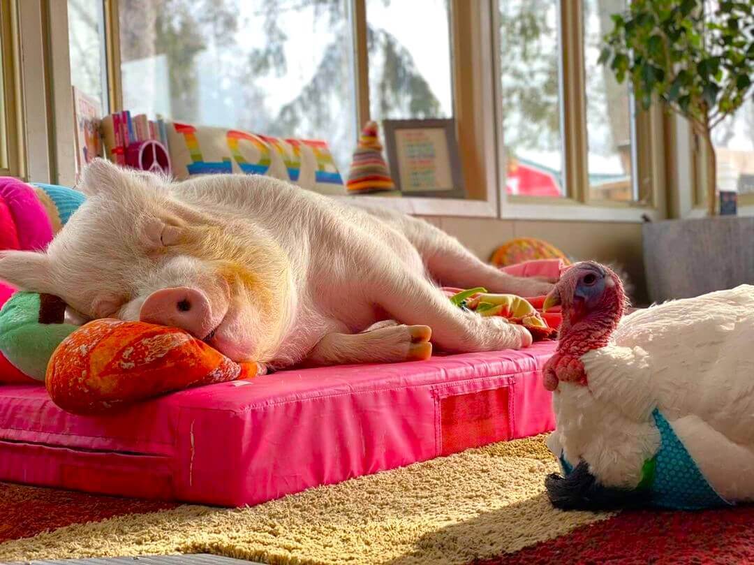 esther the wonder pig sleeping next to turkey Cornelius