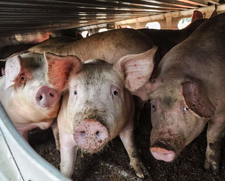 Three sad pigs look at the camera as they are transported to slaughter