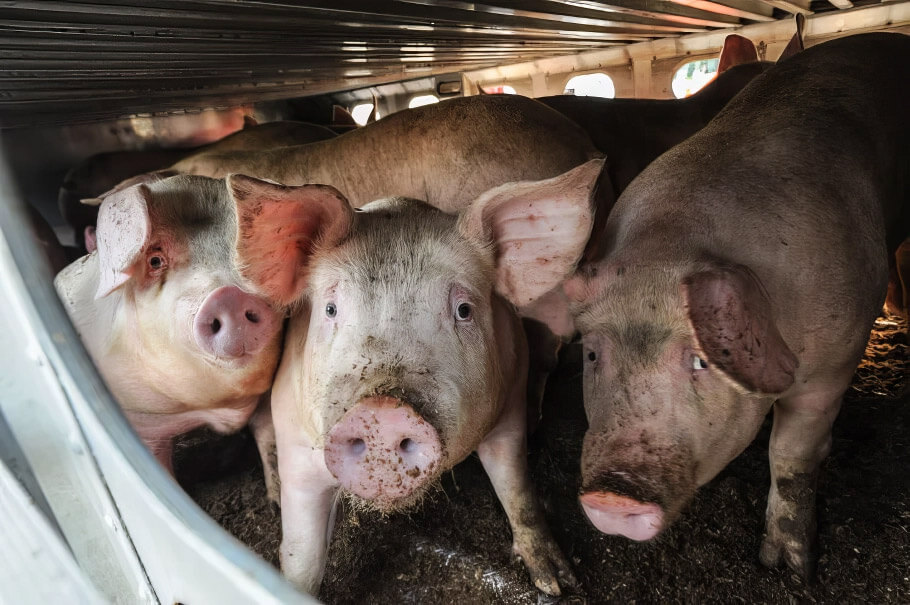 Three sad pigs look at the camera as they are transported to slaughter