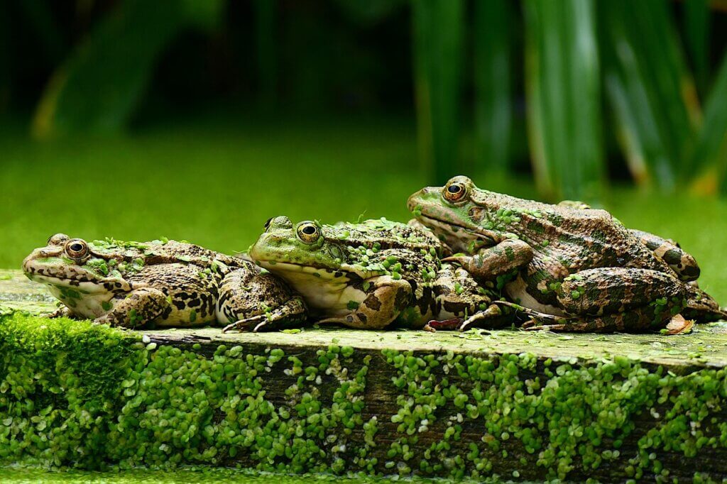 Three frogs in a row