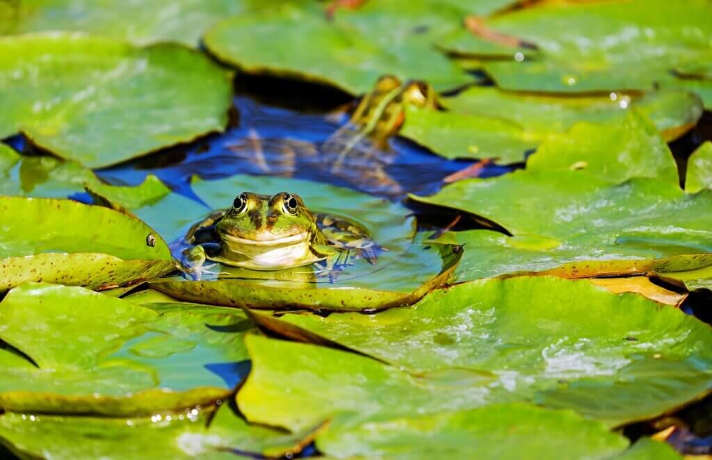 Frog on a lily pad