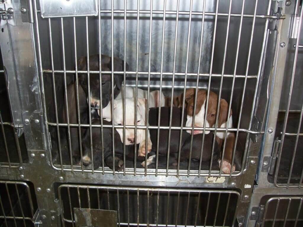 Puppies piled on top of each other in a metal cage at Henderson County Humane Society