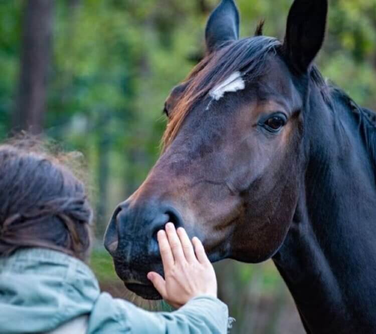 Girl touching horse's face