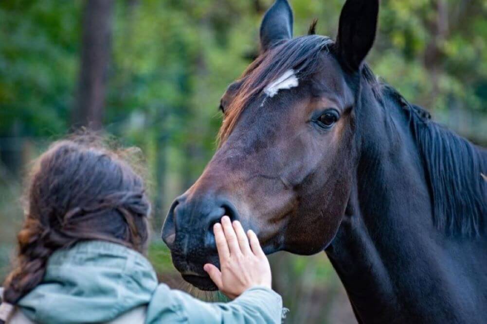 Girl touching horse's face