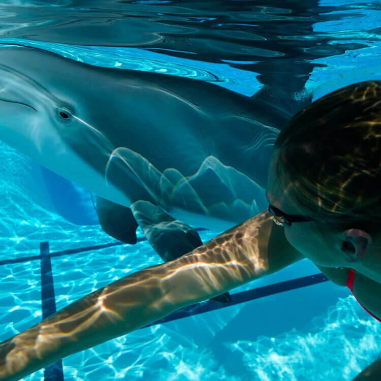 Dolphin and human swimming side by side