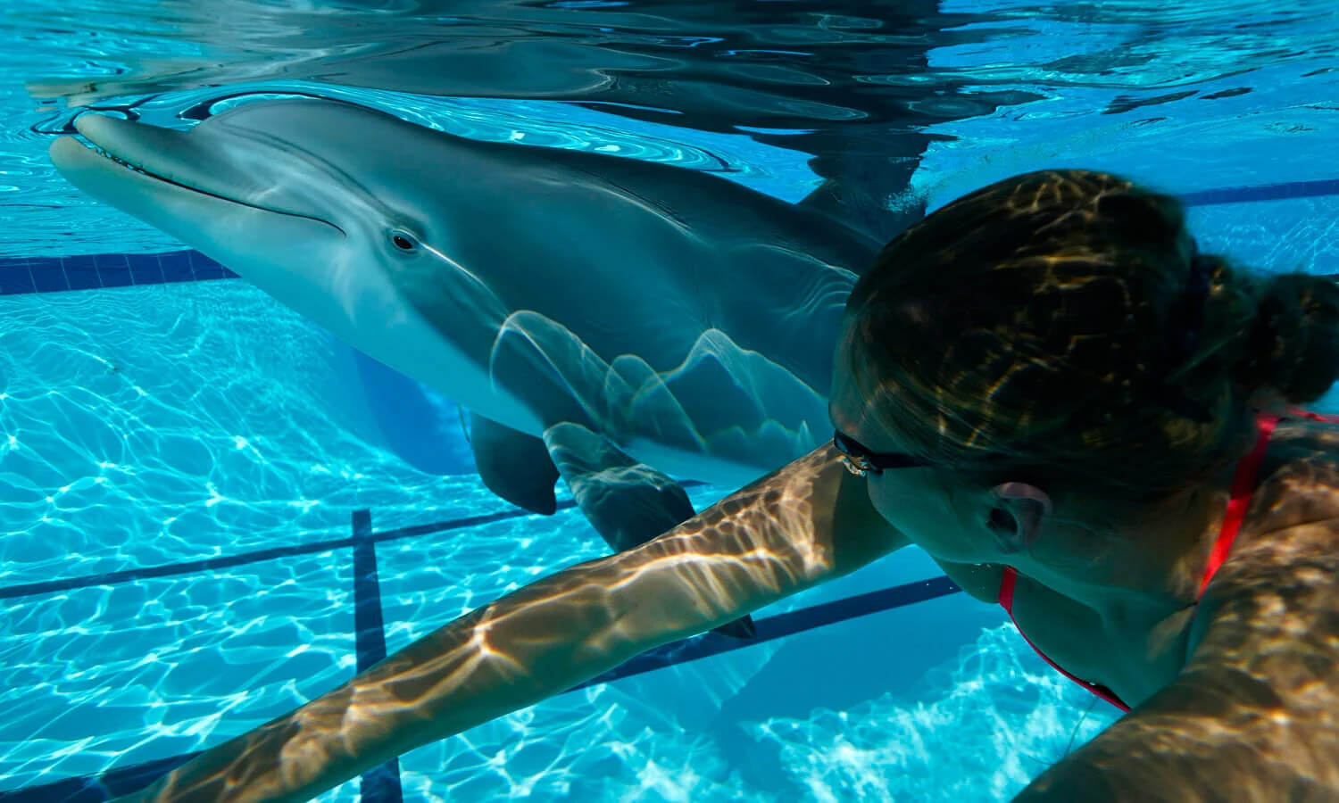 Dolphin and human swimming side by side