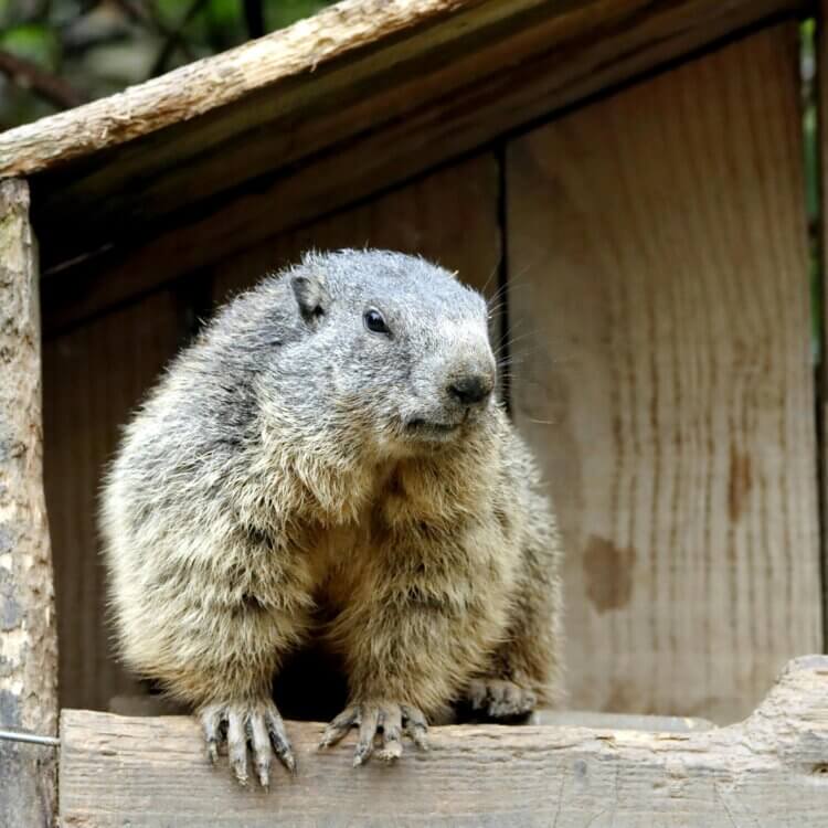 Close up of Groundhog