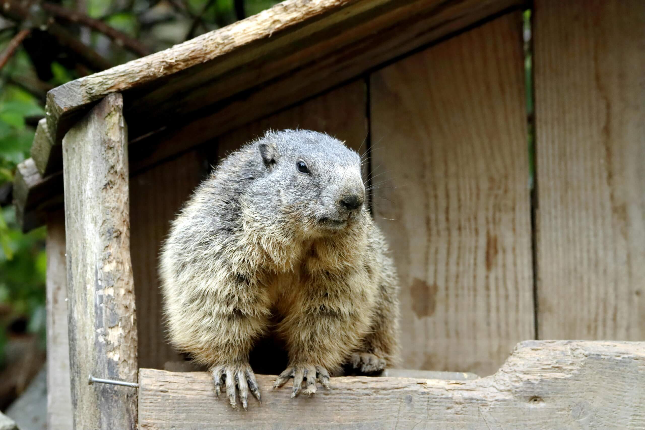 Close up of Groundhog