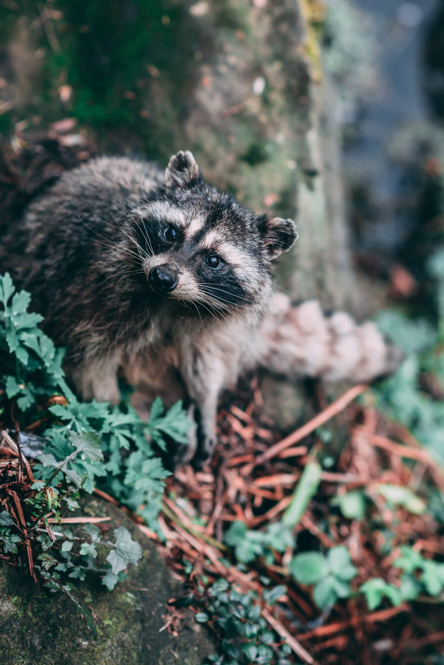 Raccoon looking around curiously