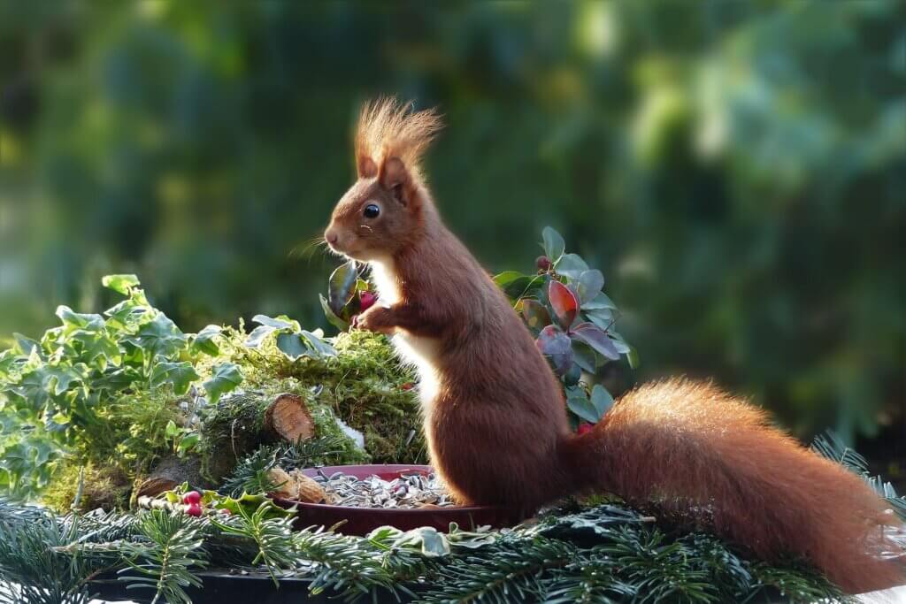 Happy squirrel in the sun whose hair is sticking up.