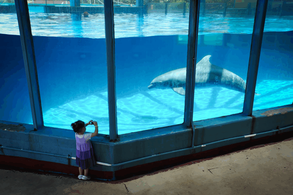 Dolphin in a small tank