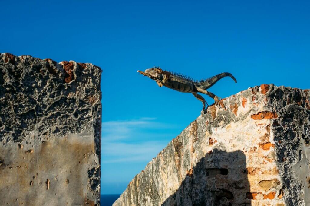 Iguana jumping a gap between two large rocks