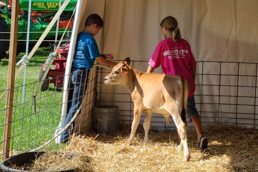 Kids stand with a brown calf in a makeshift pen
