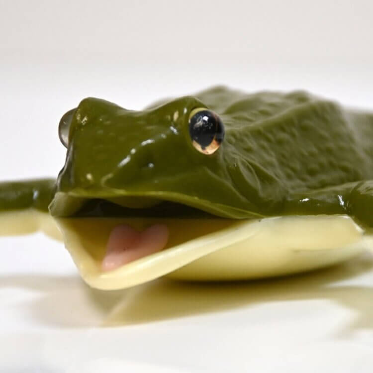 kind frog