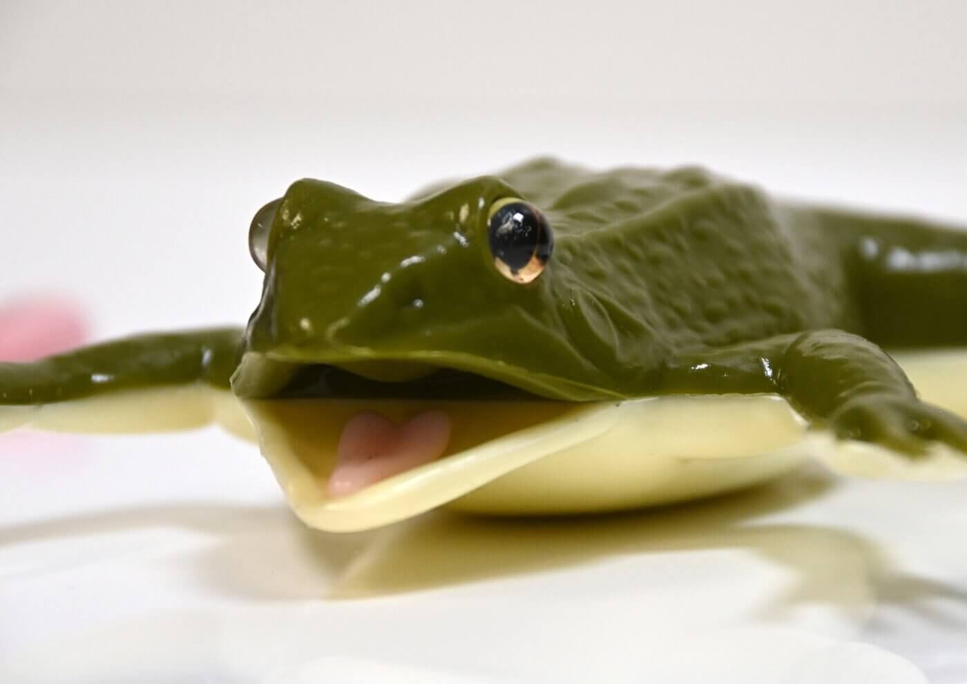 kind frog