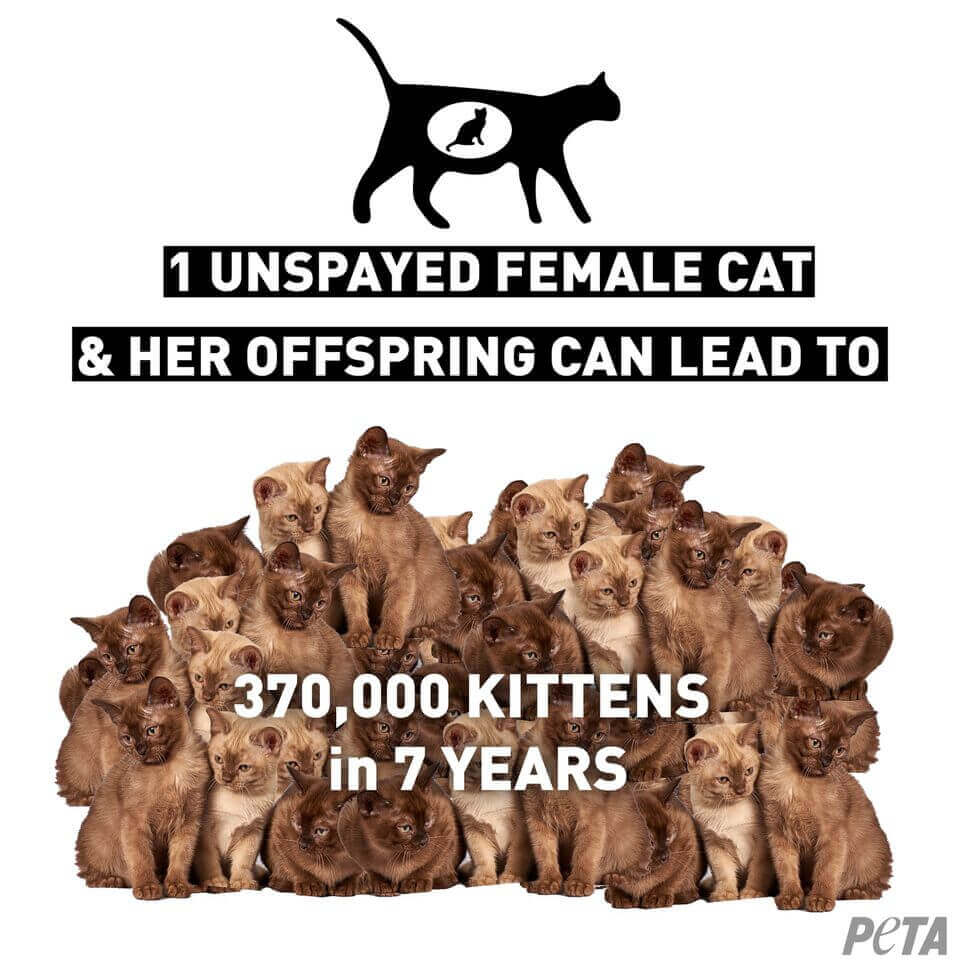 "1 unspayed cat & her offspring can lead to 370,000 kittens in one year" graphic