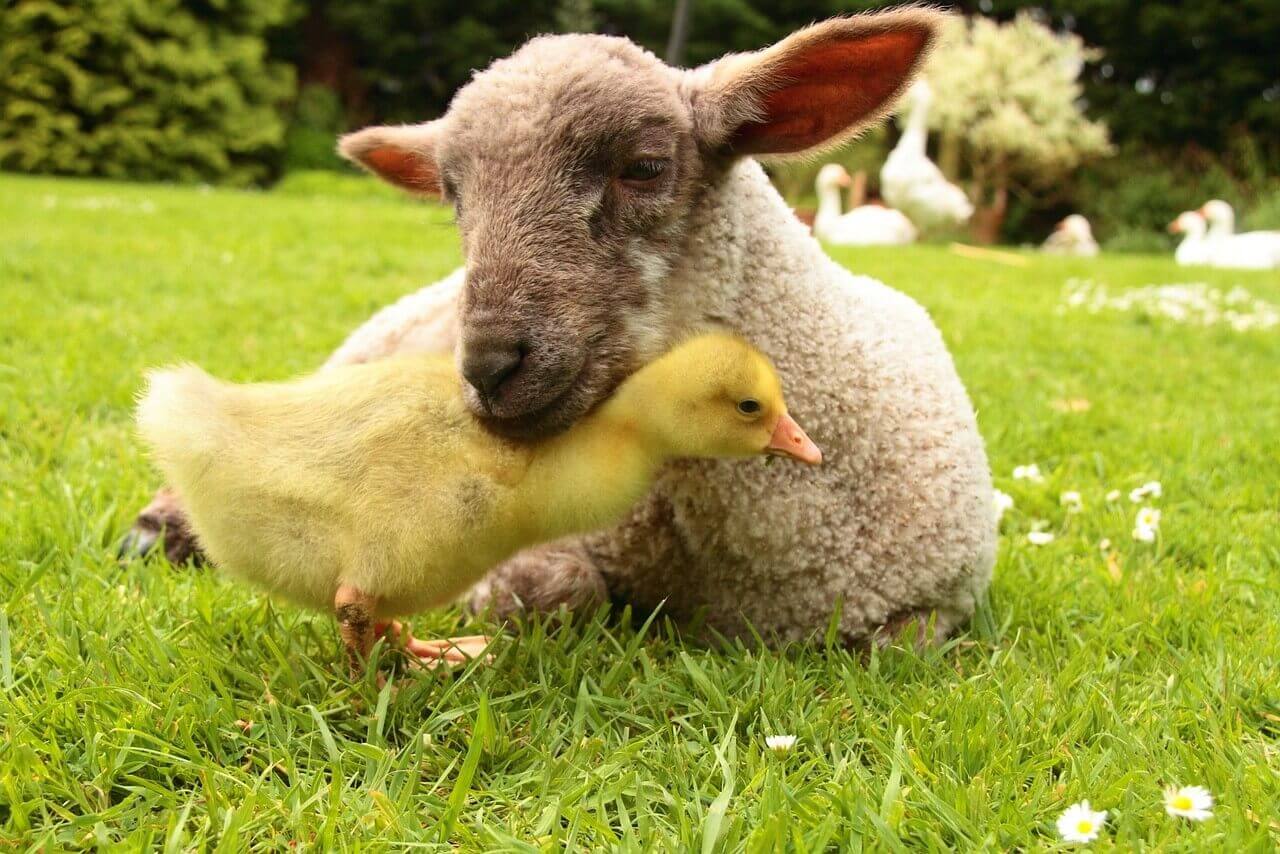 White sheep lays their head on a yellow gosling in field