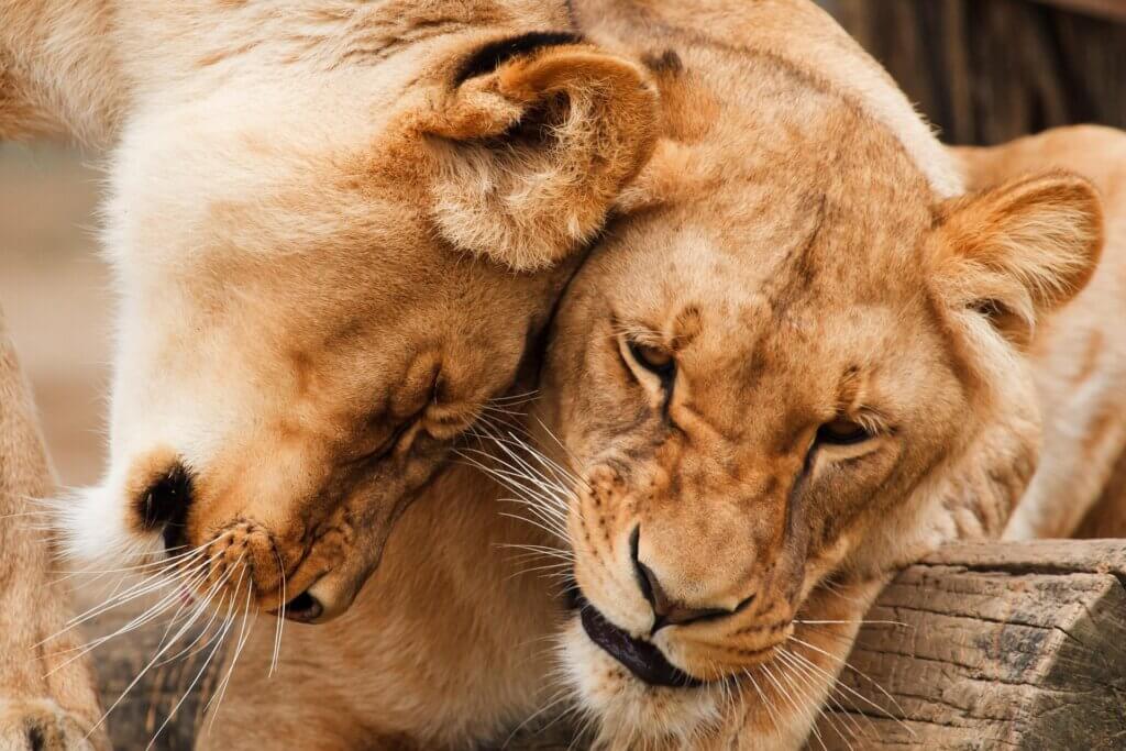 Female Lions Cuddling